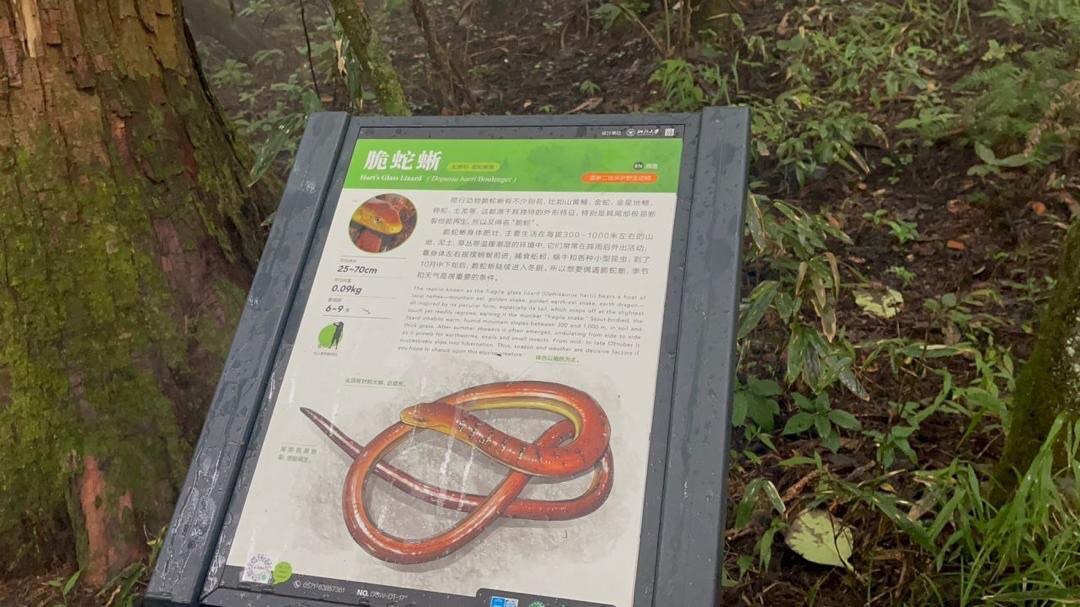 بازدید معاون رئیس جمهور از منطقه حفاظت‌شده تیان‌موشان چین