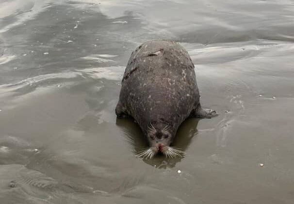 محیط زیست گیلان محیط زیست گیلان