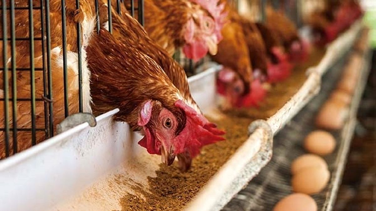 دبیرکل فدراسیون طیور: تخم‌مرغ داریم، ارز نداریم