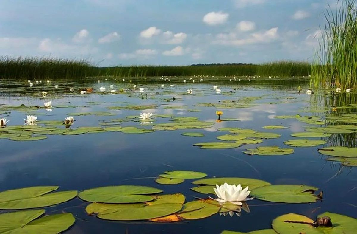 ماجرای خشک‌شدن سراب نیلوفر کرمانشاه چیست؟