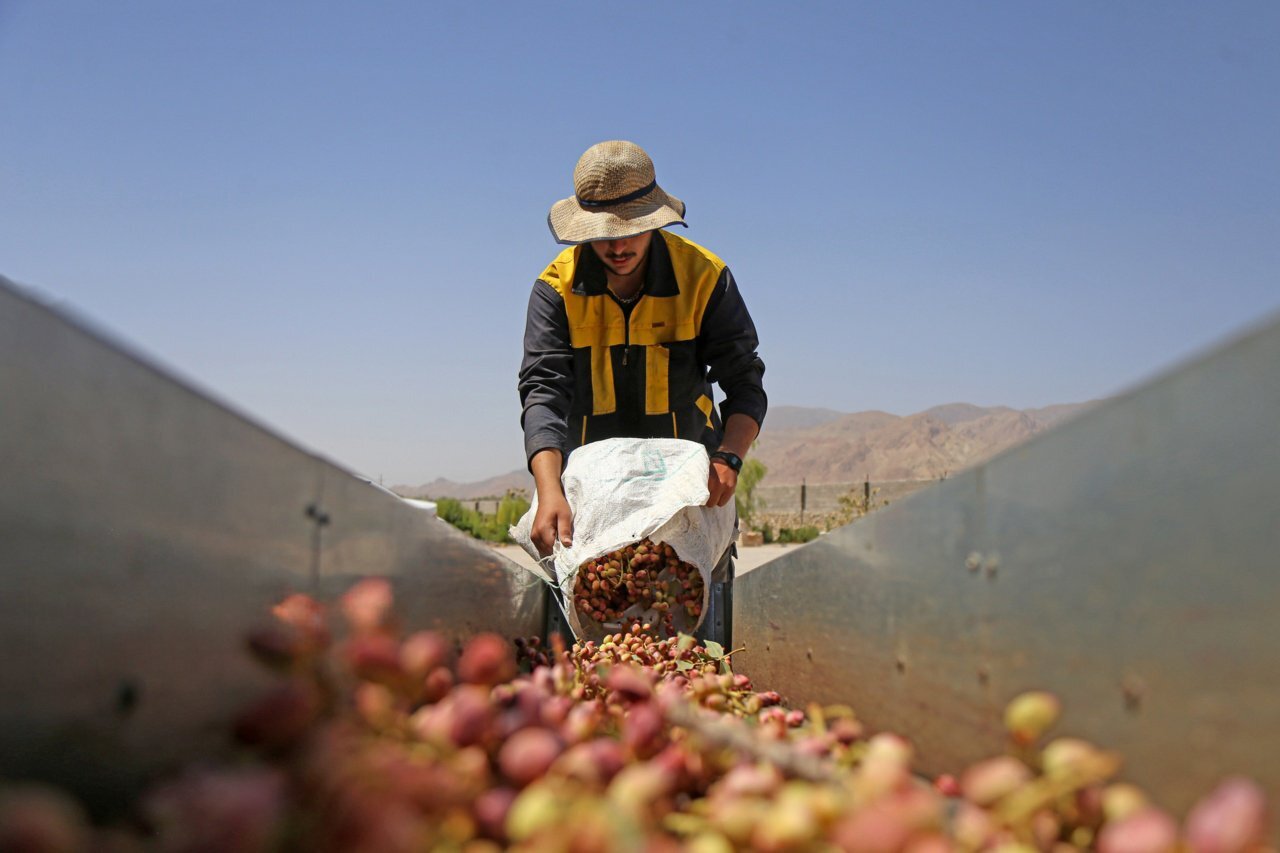 پسته آلوده، دردسر تازه صادرات غیرنفتی