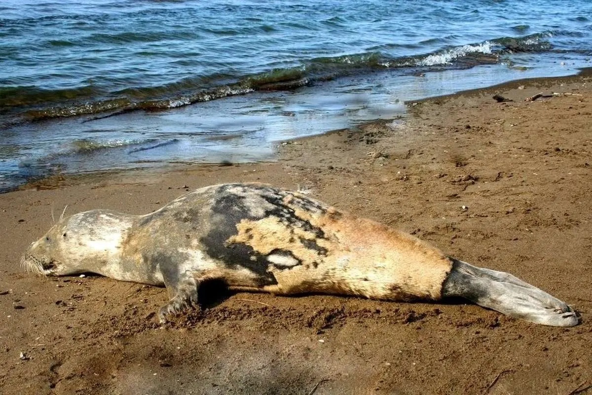 مرگ فوک خزری در سواحل شمال مرگ فوک خزری در سواحل شمال