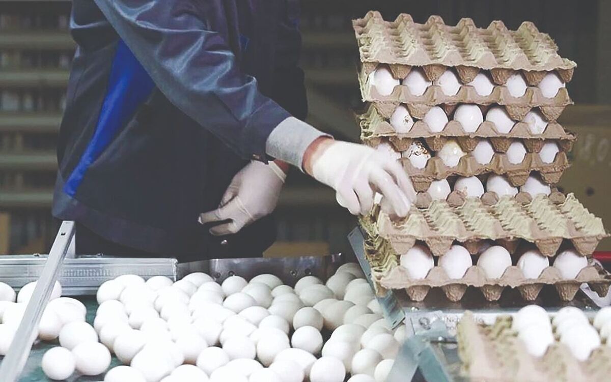 افشاگری رئیس انجمن مرغداران تخم گذار: ۹۰ درصد تخم مرغ‌ها بدون شناسه و نظارت به فروش می‌رود!/ رونمایی از تخم مرغ ۲۰۰ هزار تومانی