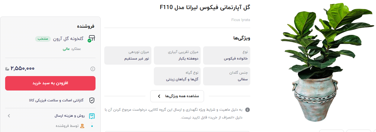 قیمت گل فیکوس