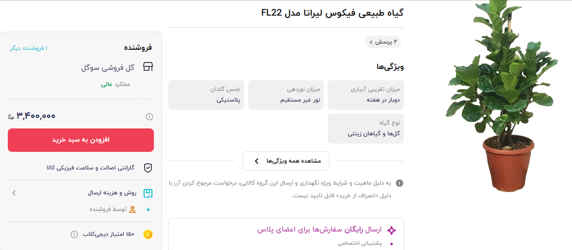 گران ترین گل فیکوس