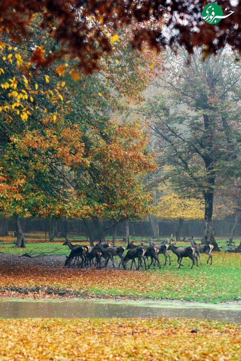 زیبایی شگفت‌انگیز جنگل‌های هیرکانی در پاییز