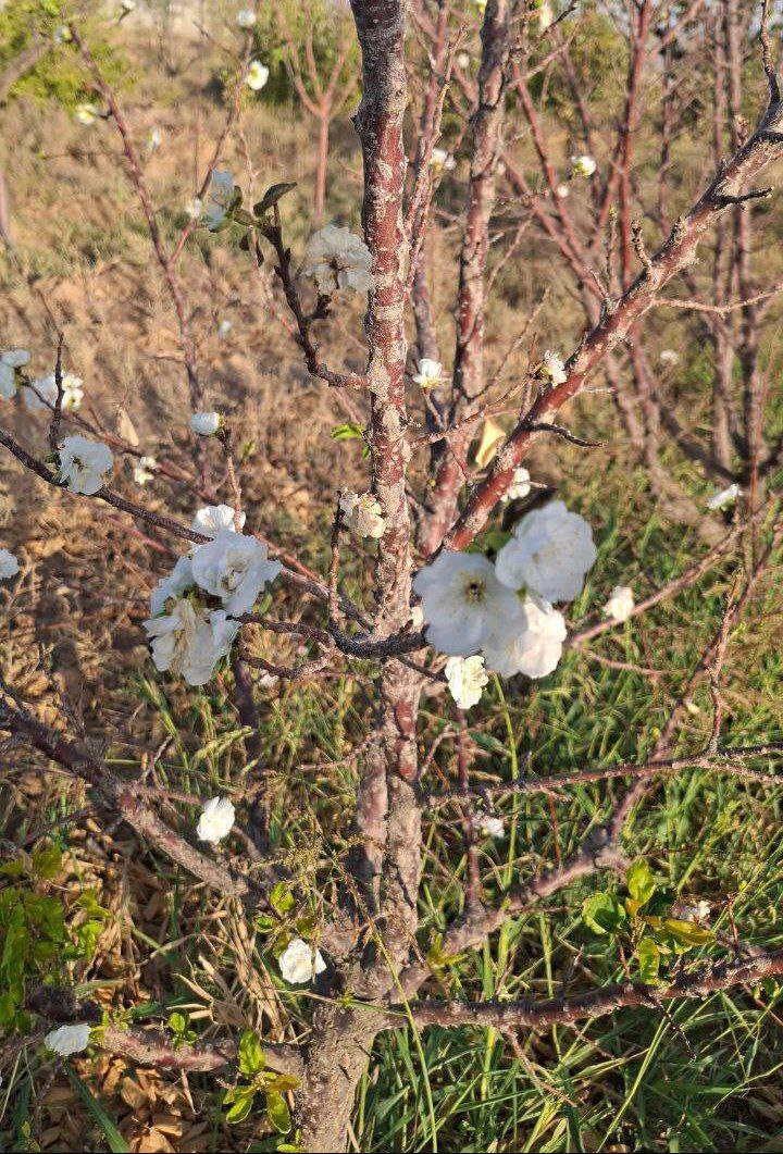 شکوفه‌های پاییزی درختان در اطراف ساوه