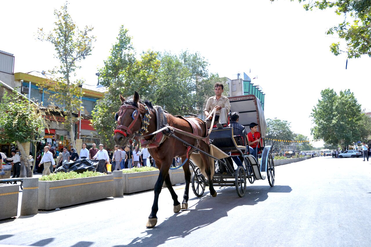 تفریح انسان‌ها به قیمت رنج حیوانات