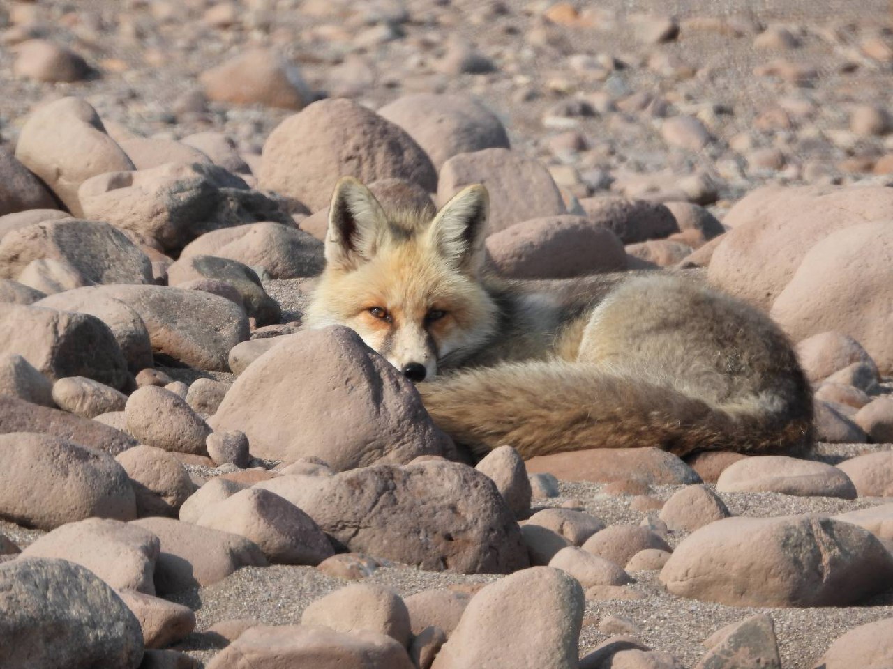 روباه منطقه حفاظت شده طارم سفلی