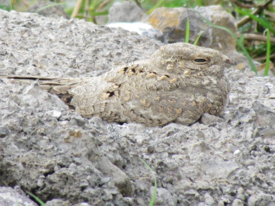 پرنده شبگرد مصری