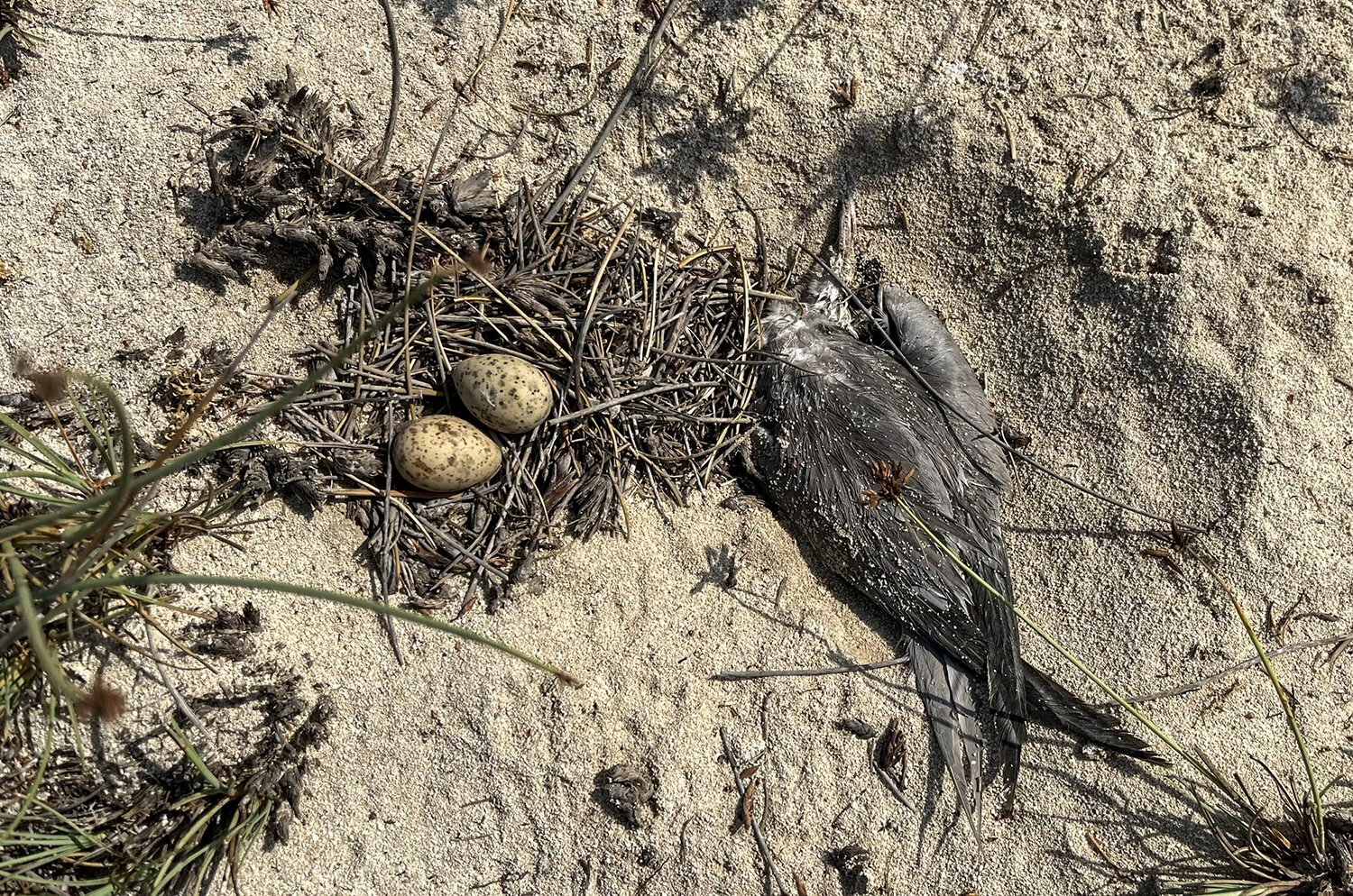 سرگردانی در سرزمین بی‌تالاب