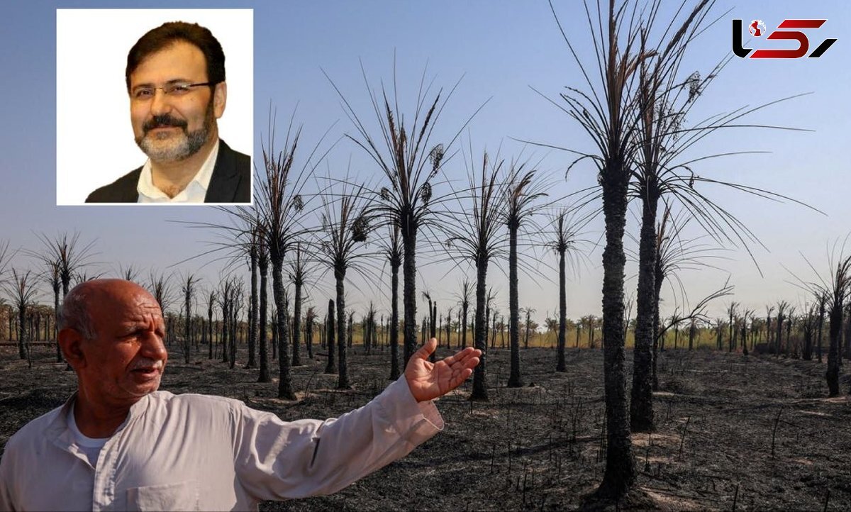 نخل‌های آبادان، شادگان و خرمشهر در آستانه مرگ