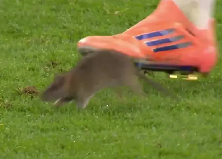 گرفتن موش در وسط بازی دیشب ولز و بلژیک!