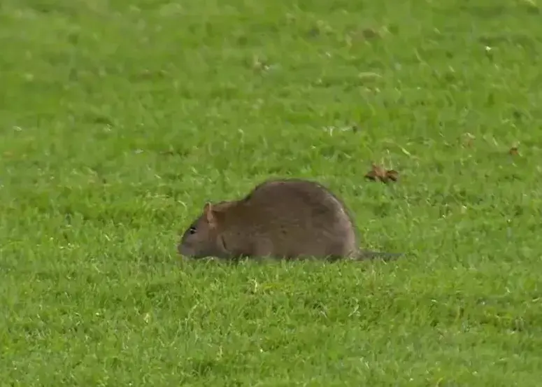 گرفتن موش در وسط بازی دیشب ولز و بلژیک!