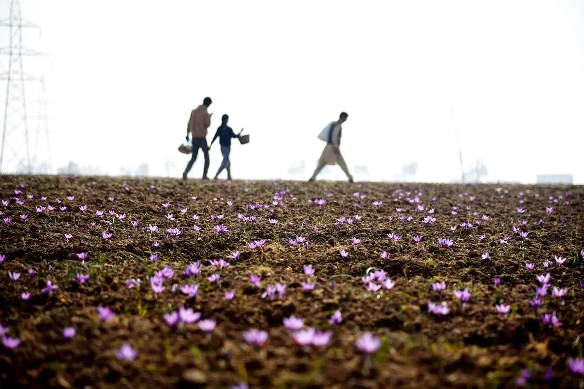 کودکان کار سیستان و بلوچستان