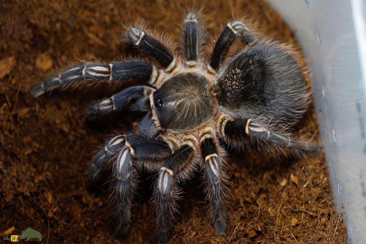 تارانتولا؛ عنکبوت غولپیکر و پرمو که ظاهر ترسناکی دارد و به تازگی حیوان خانگی ایرانیها شده است! تارانتولا؛ عنکبوت غولپیکر و پرمو که ظاهر ترسناکی دارد و به تازگی حیوان خانگی ایرانیها شده است!