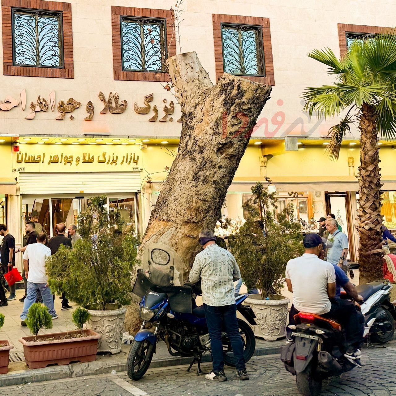 قطع ناگهانی درخت معروف بازار تهران