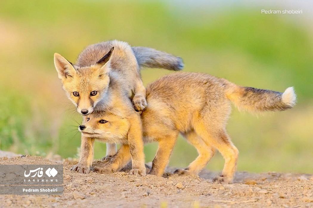 شیطنت توله روباه‌های دم بلند