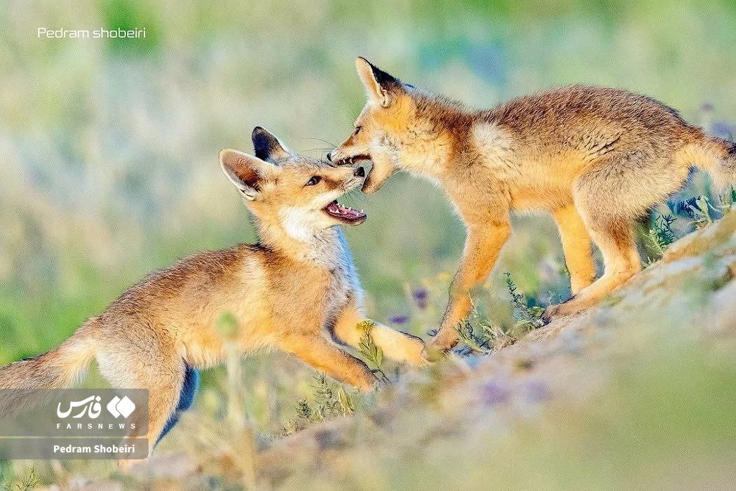 توله روباه‌های دم بلند