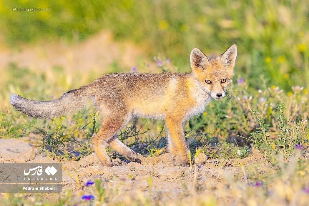 روباه‌های دم بلند