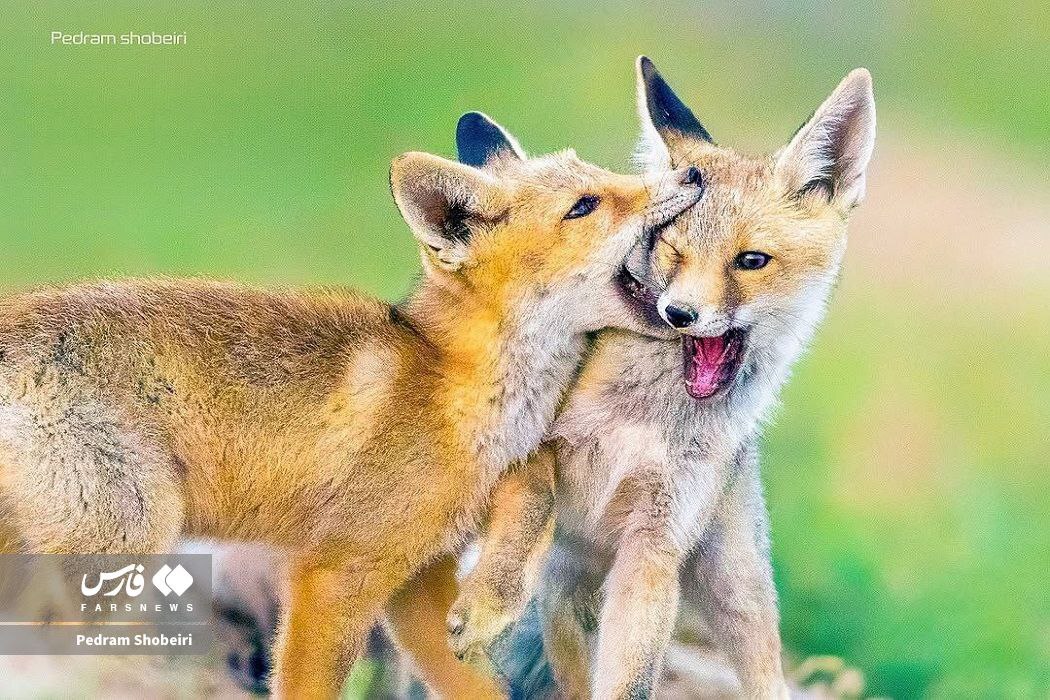 روباه‌های دم بلند در لشگر سمنان