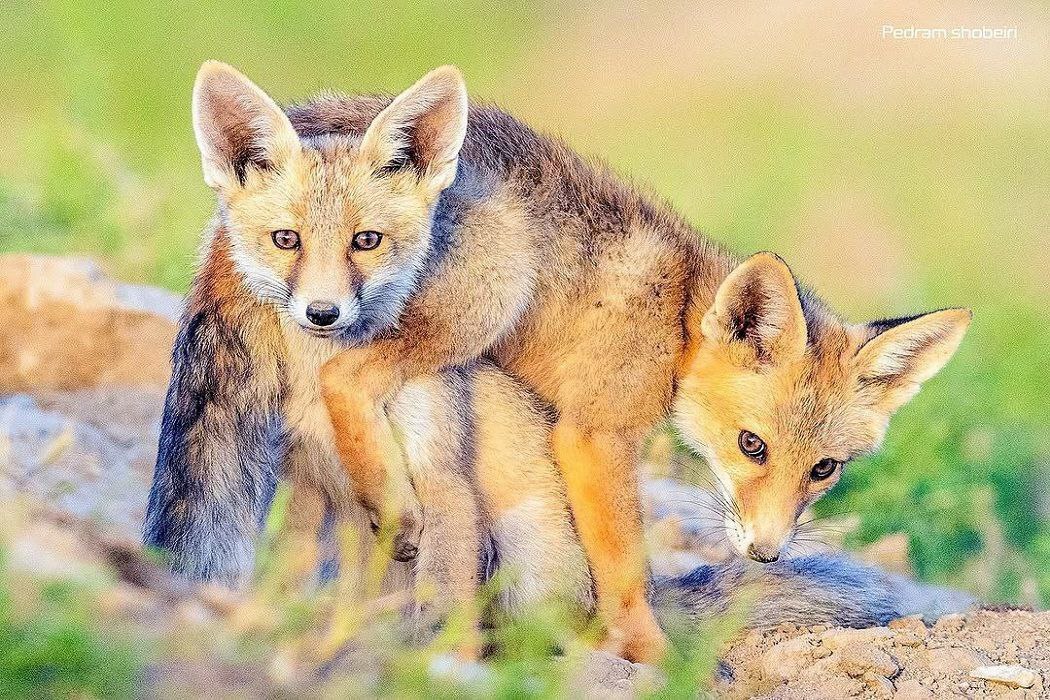 توله روباه‌های در لشگر سمنان