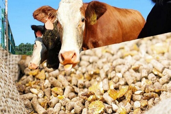 انجمن گاوداران