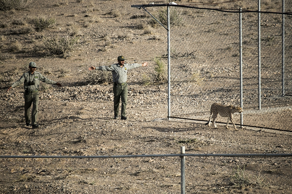 کمبود نیرو و تجهیزات در زیستگاه یوز