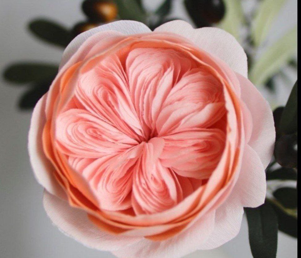 زیبایی خیره کننده رز ژولیت