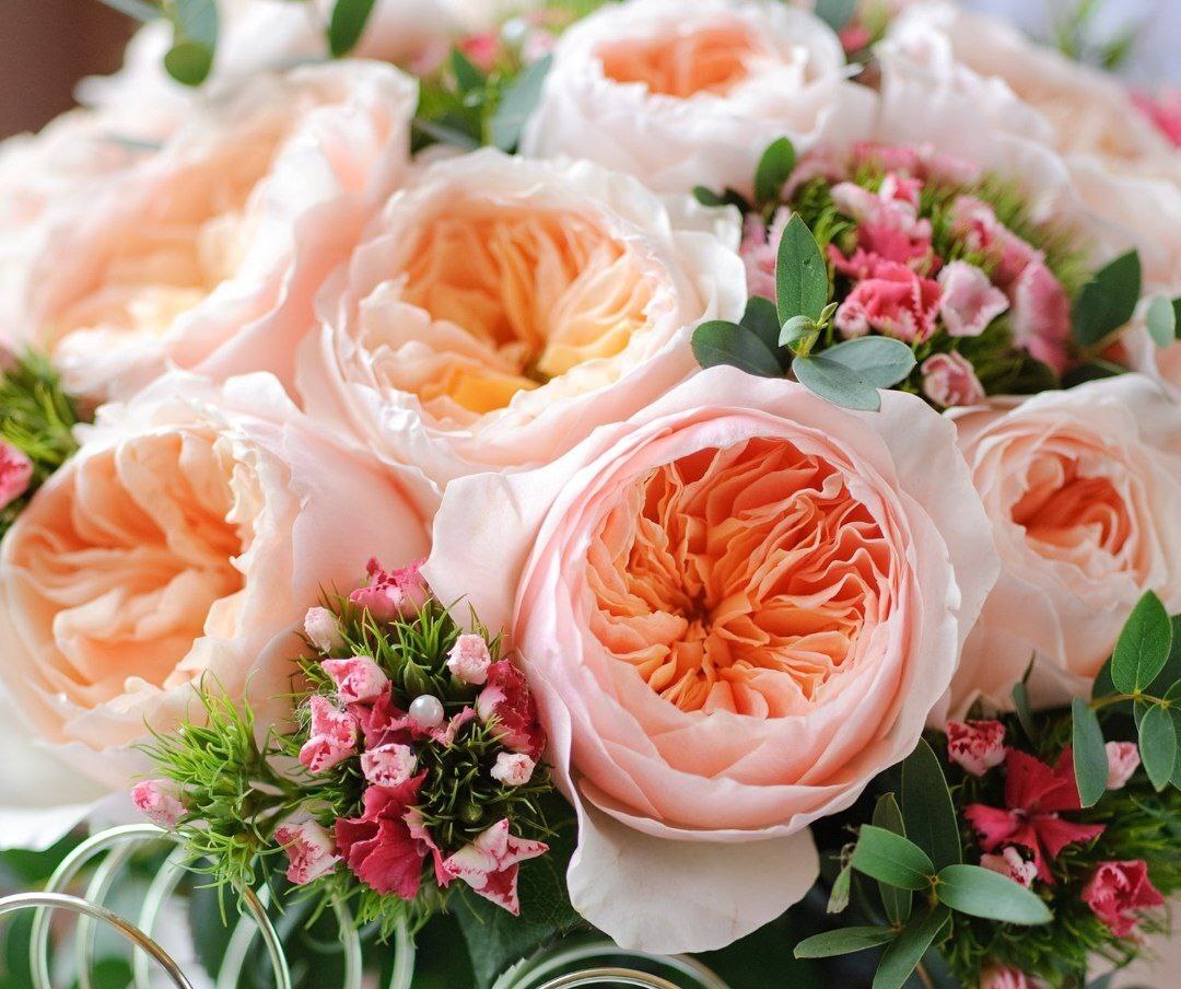 رز ژولیت گران‌ترین گل جهان