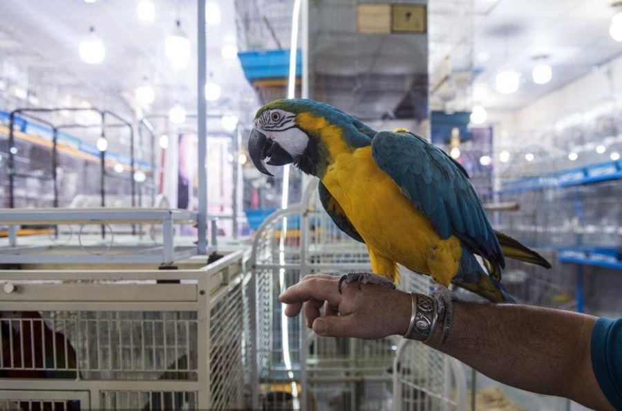 خرید و فروش آنلاین پرندگان