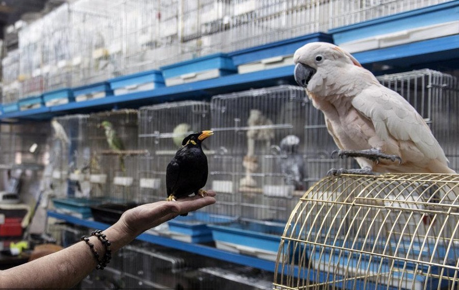 خرید و فروش آنلاین پرندگان