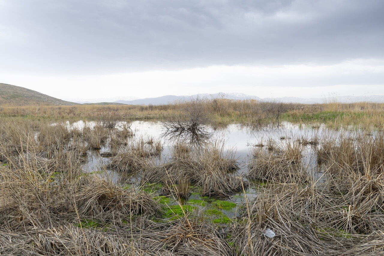 لاله‌زار زیر تیغ جویندگان طلا و مس