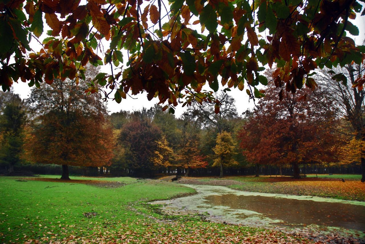 جنگل قرق گرگان