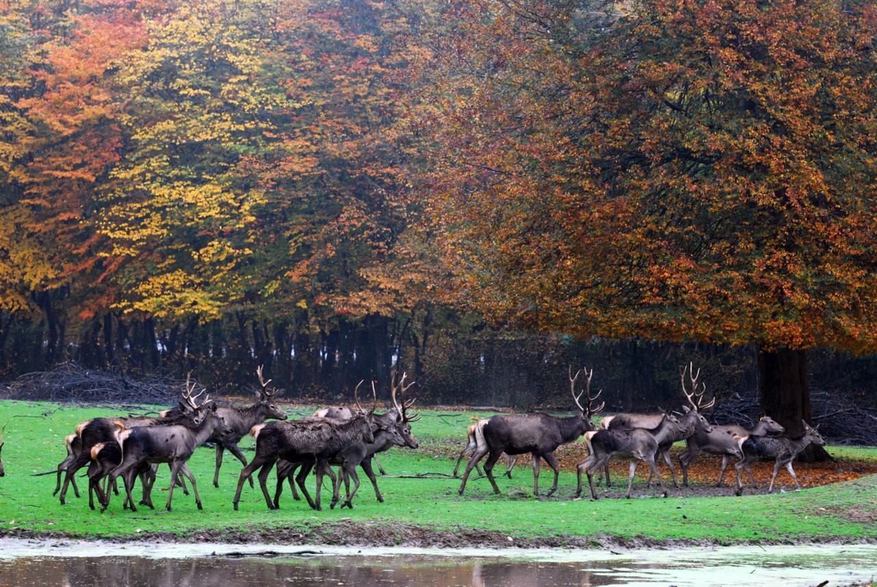 گشت و گذار گوزن‌ ها