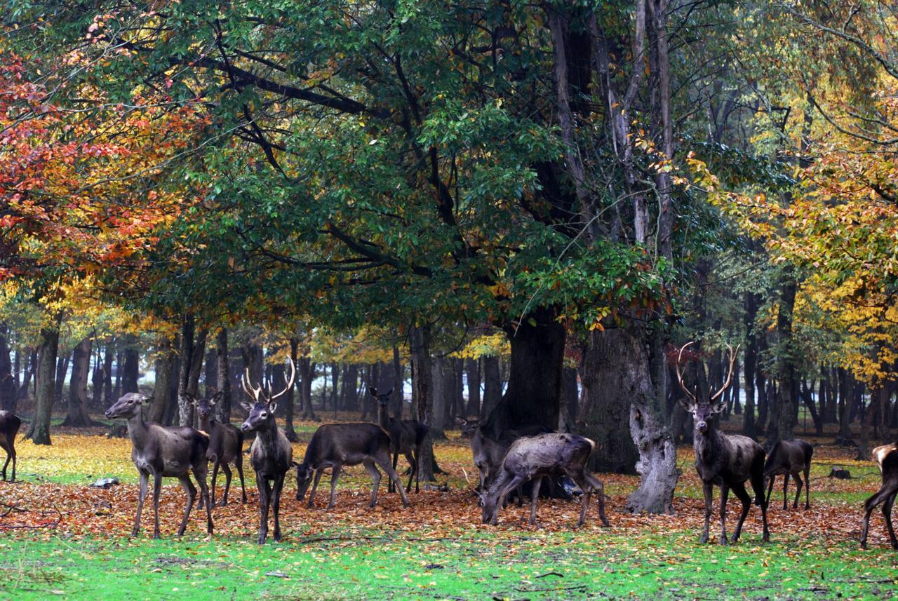گوزن‌های شاخ دار در جنگل قرق گرگان