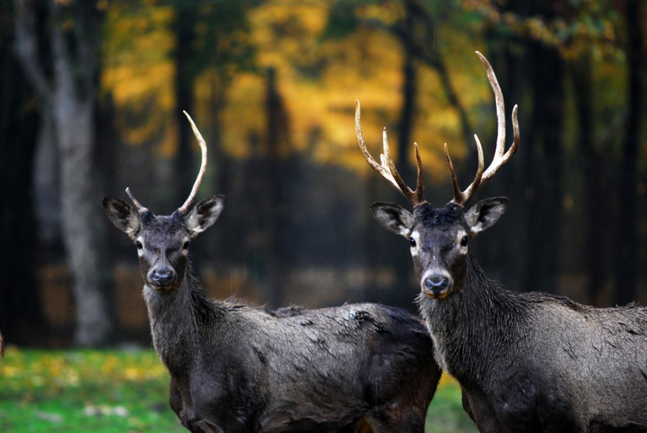 گوزن‌هادر جنگل قرق گرگان