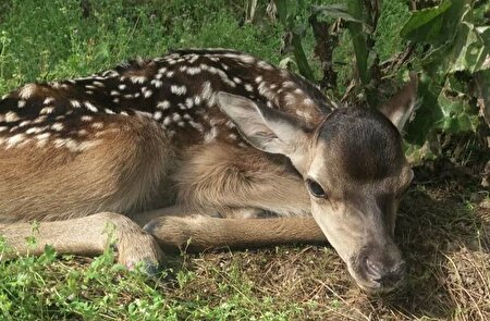 عکس/ گشت و گذار گوزن‌های شاخ دار در جنگل قرق گرگان