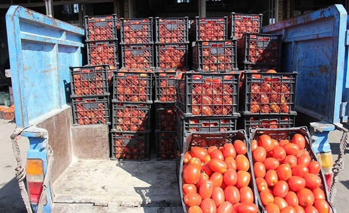 صدرنشینی گوجه‌فرنگی