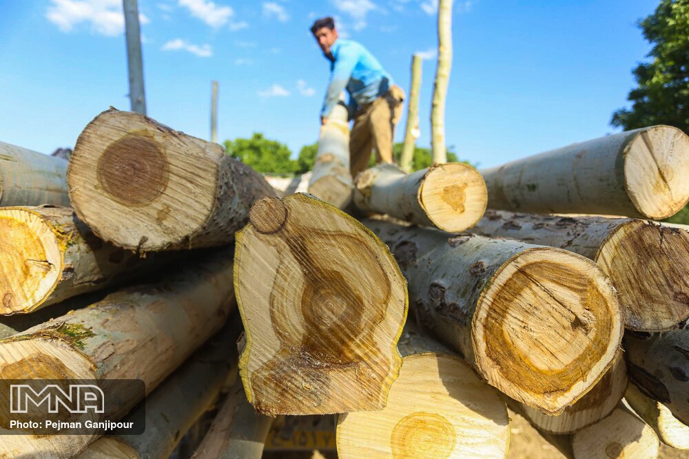 قطععام درختان چمستان قطععام درختان چمستان