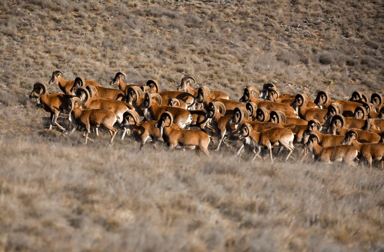 محیط زیست گلستان