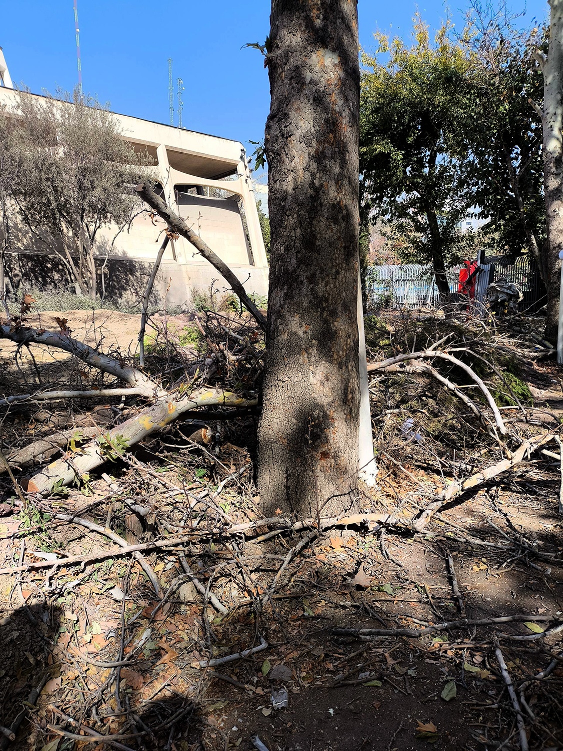 قطع کردن درختان موزه قطع کردن درختان موزه