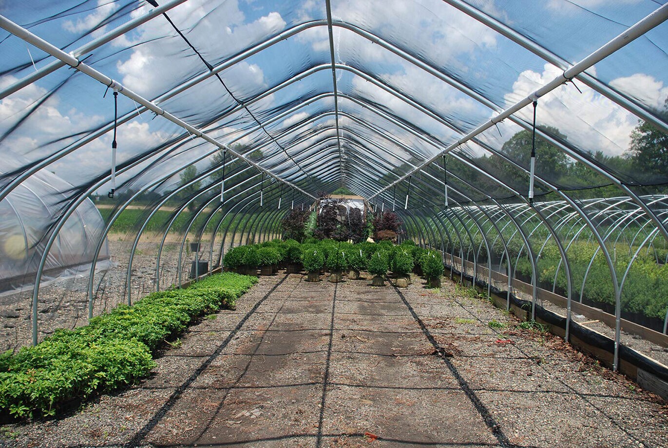 بهترین محصول گلخانه ای برای صادرات