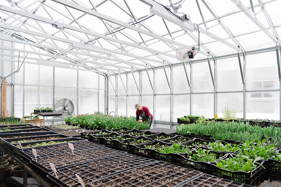 بهترین محصول گلخانه ای برای صادرات