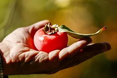 شیراز در آغوش پاییز با عطر خرمالو