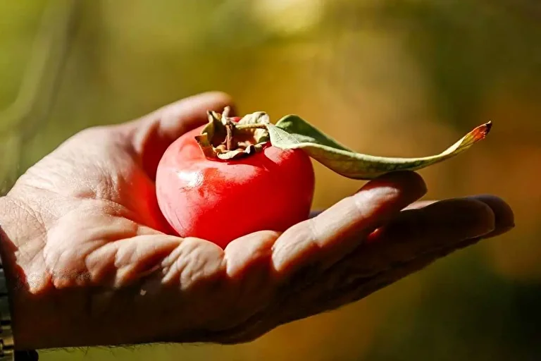 شیراز در آغوش پاییز با عطر خرمالو