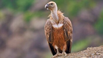 فیلم/ پرواز کرکس مصدوم بر فراز ارتفاعات گردنه حیران آستارا