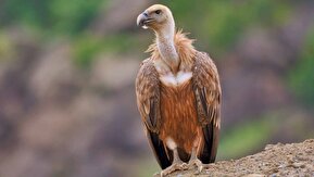 فیلم/ پرواز کرکس مصدوم بر فراز ارتفاعات گردنه حیران آستارا