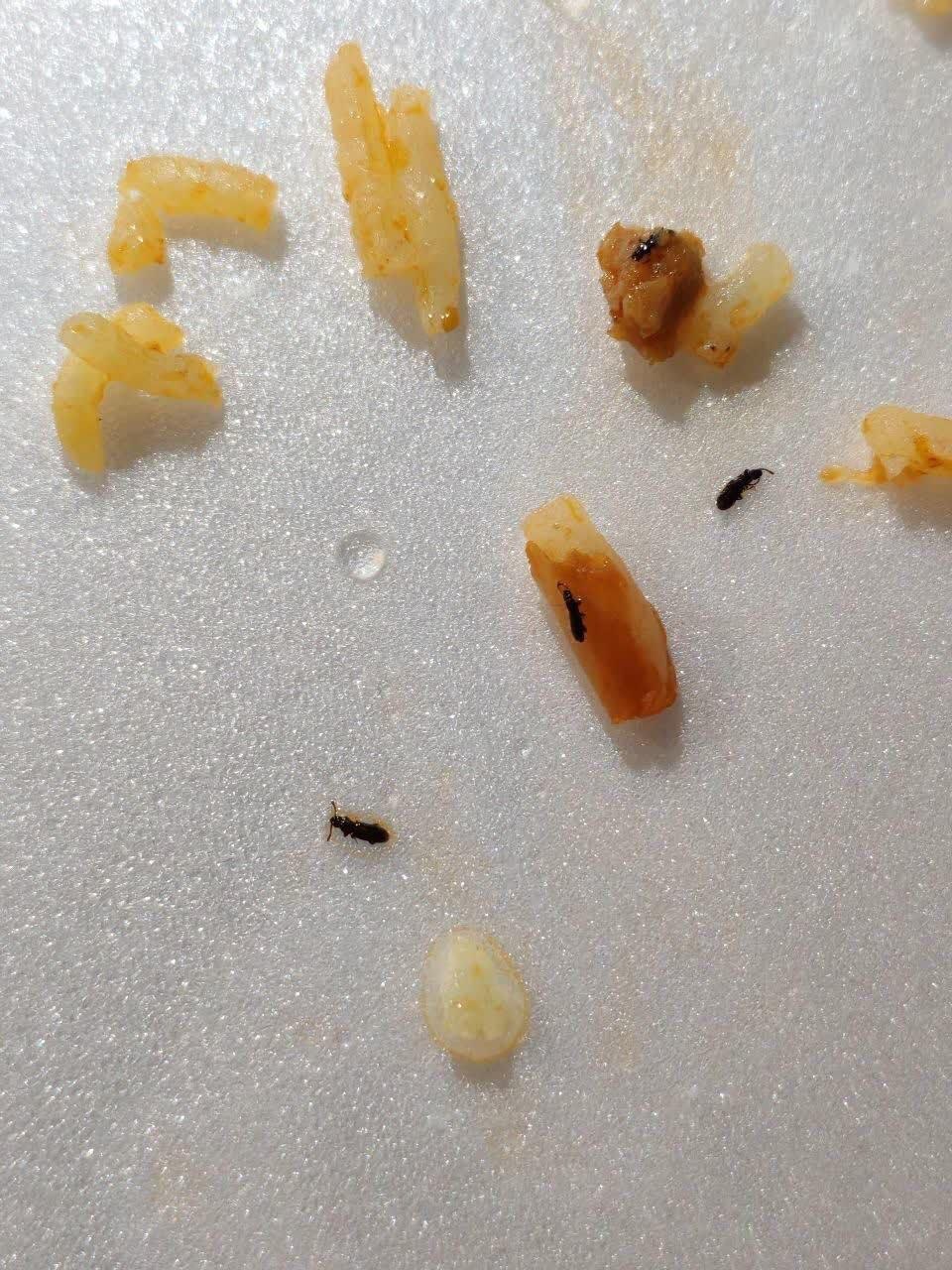 غذای سلف یکی از دانشگاه‌ها