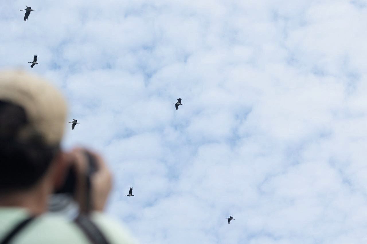 شکار پرندگان